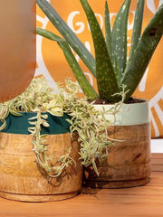 Nurture India Light Dark Green Planter Combo