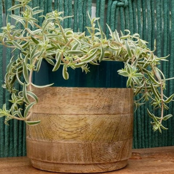 Nurture India Light Dark Green Planter Combo