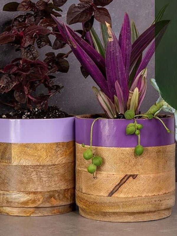 Nurture India Light Dark Purple Planter Combo